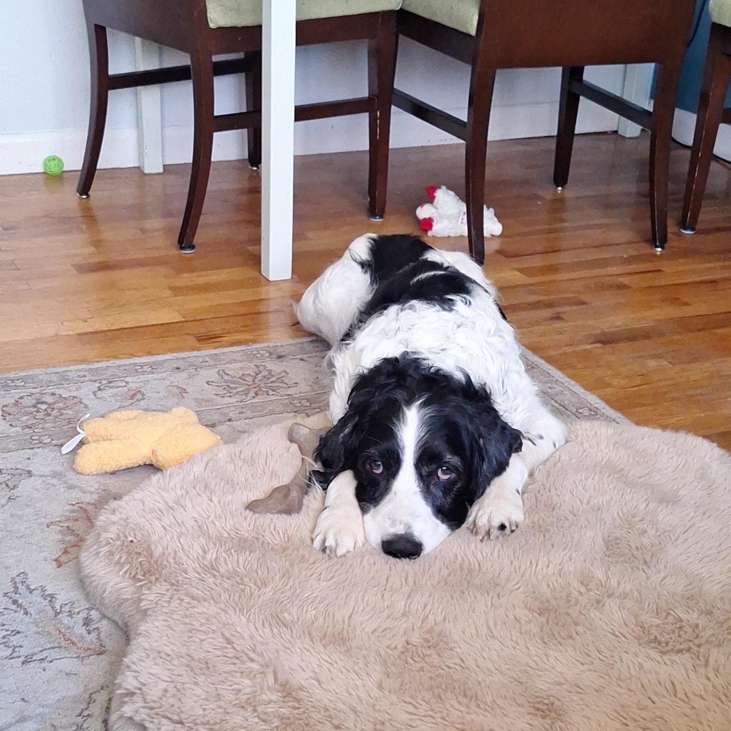 Walter, ADOPTABLE, Adult Male English Springer Spaniel.