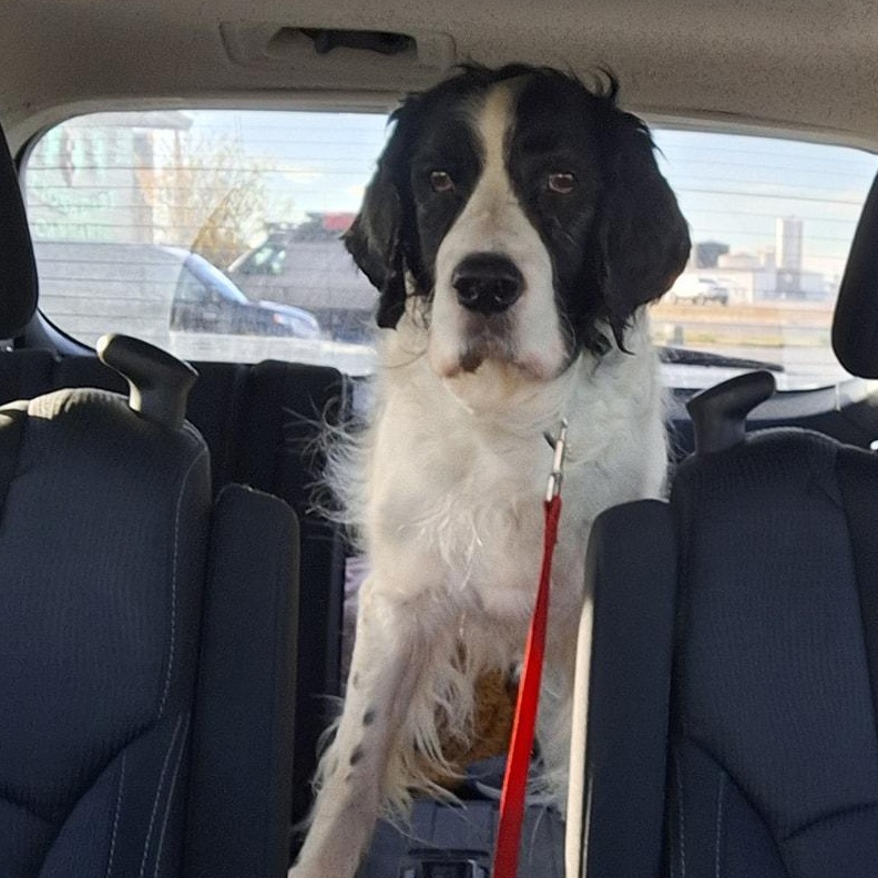 Enlarge Walter, a ADOPTABLE mixed breed in Billings, MT image 2/3