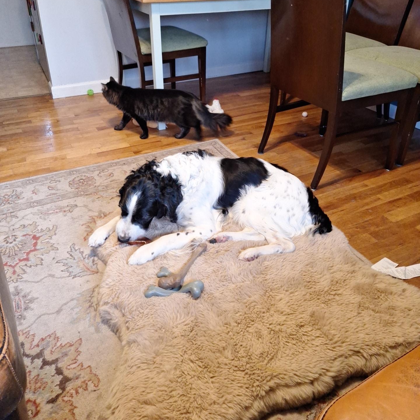 Enlarge Walter, a ADOPTABLE mixed breed in Billings, MT image 3/3