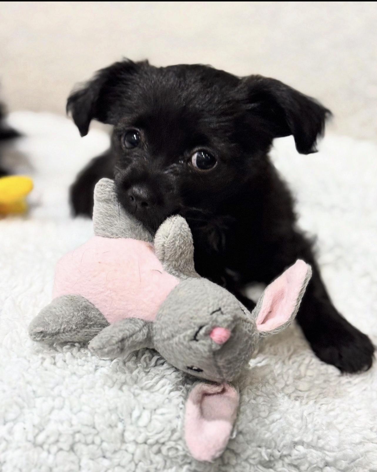 Poppet, adopted, Puppy Female Yorkshire Terrier.