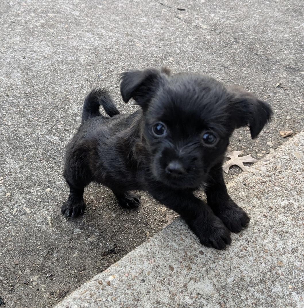 Poppet, an adopted mixed breed in Austin, TX image 2/4