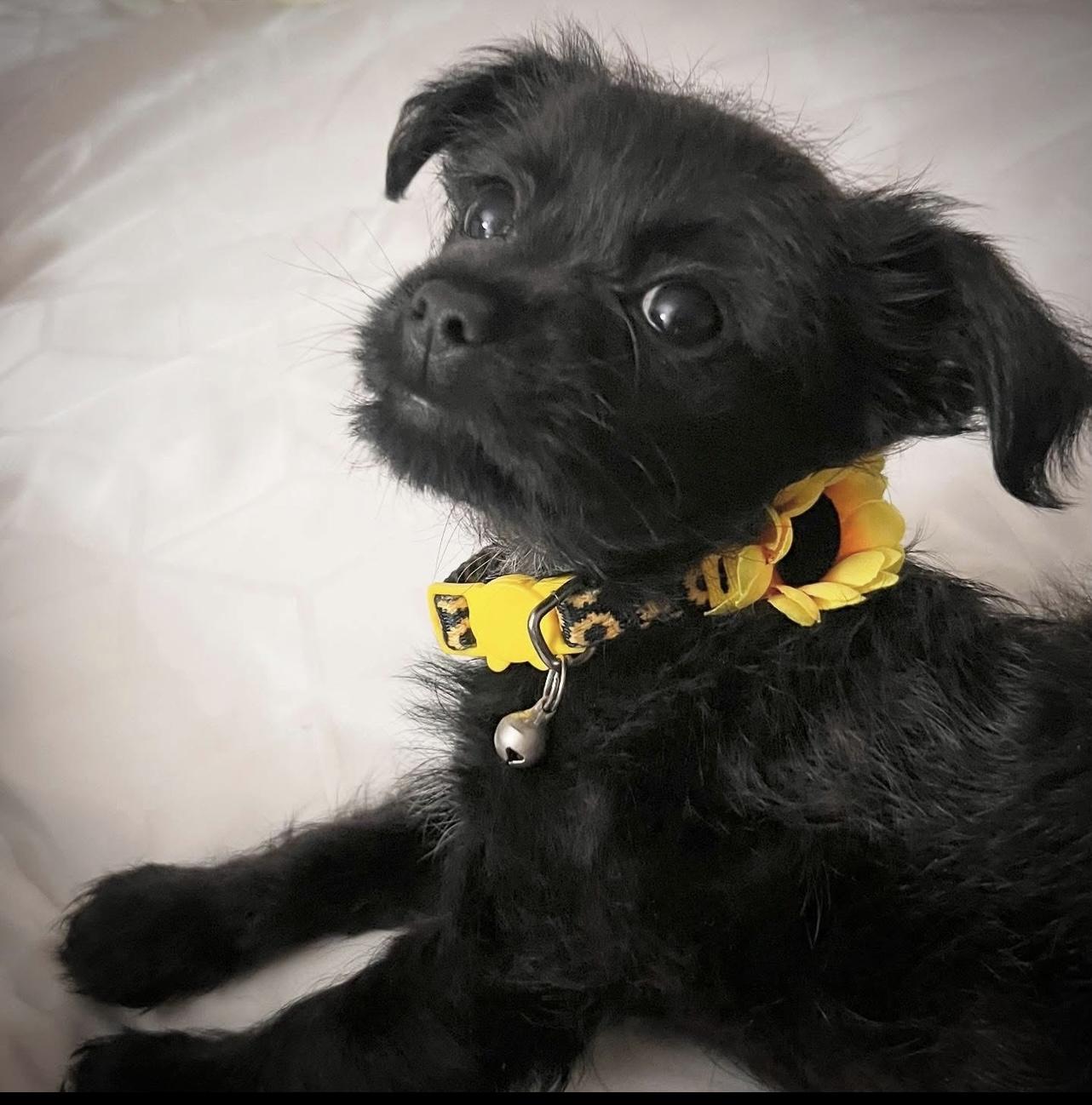 Poppet, an adopted mixed breed in Austin, TX image 3/4