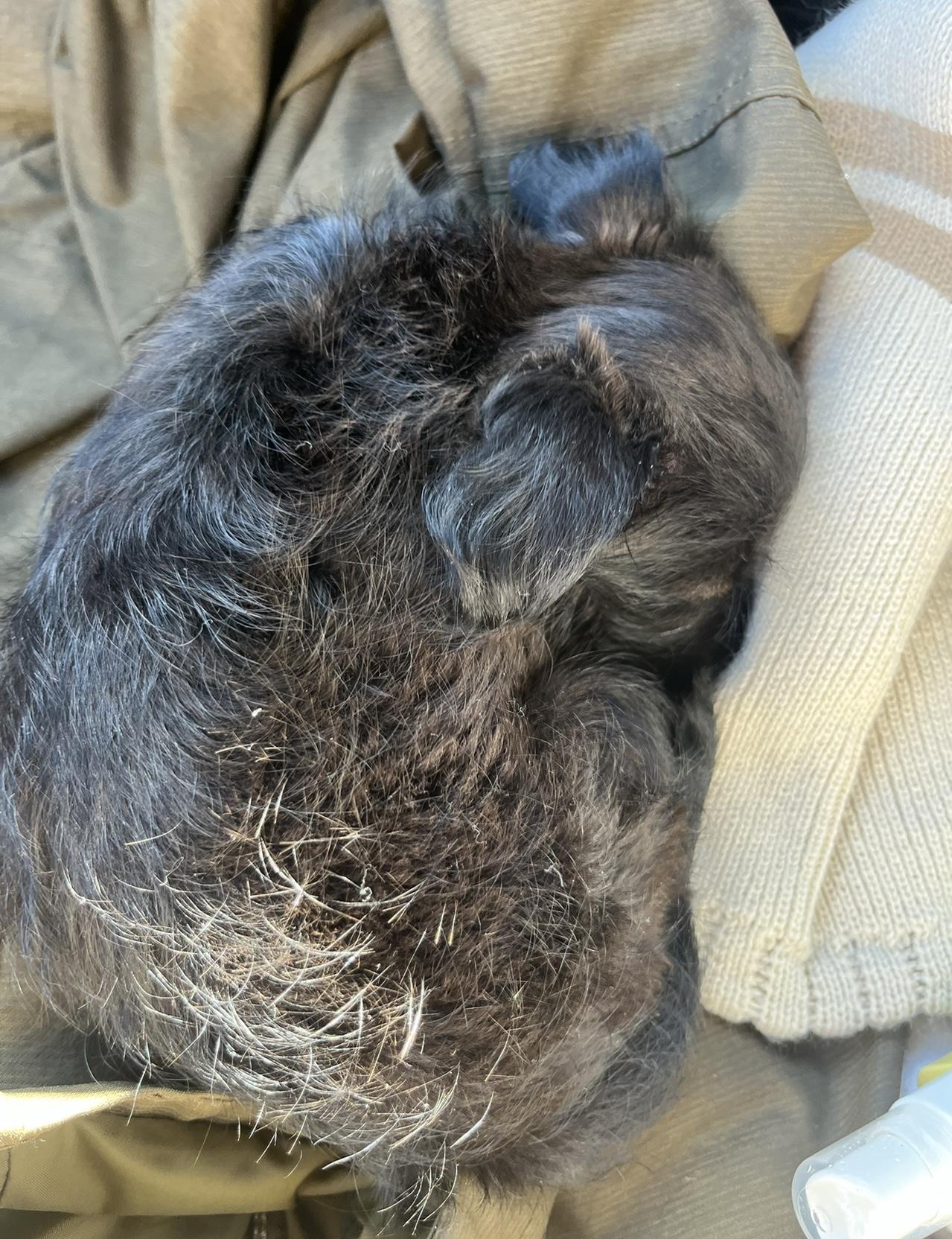 Poppet, an adopted mixed breed in Austin, TX image 4/4