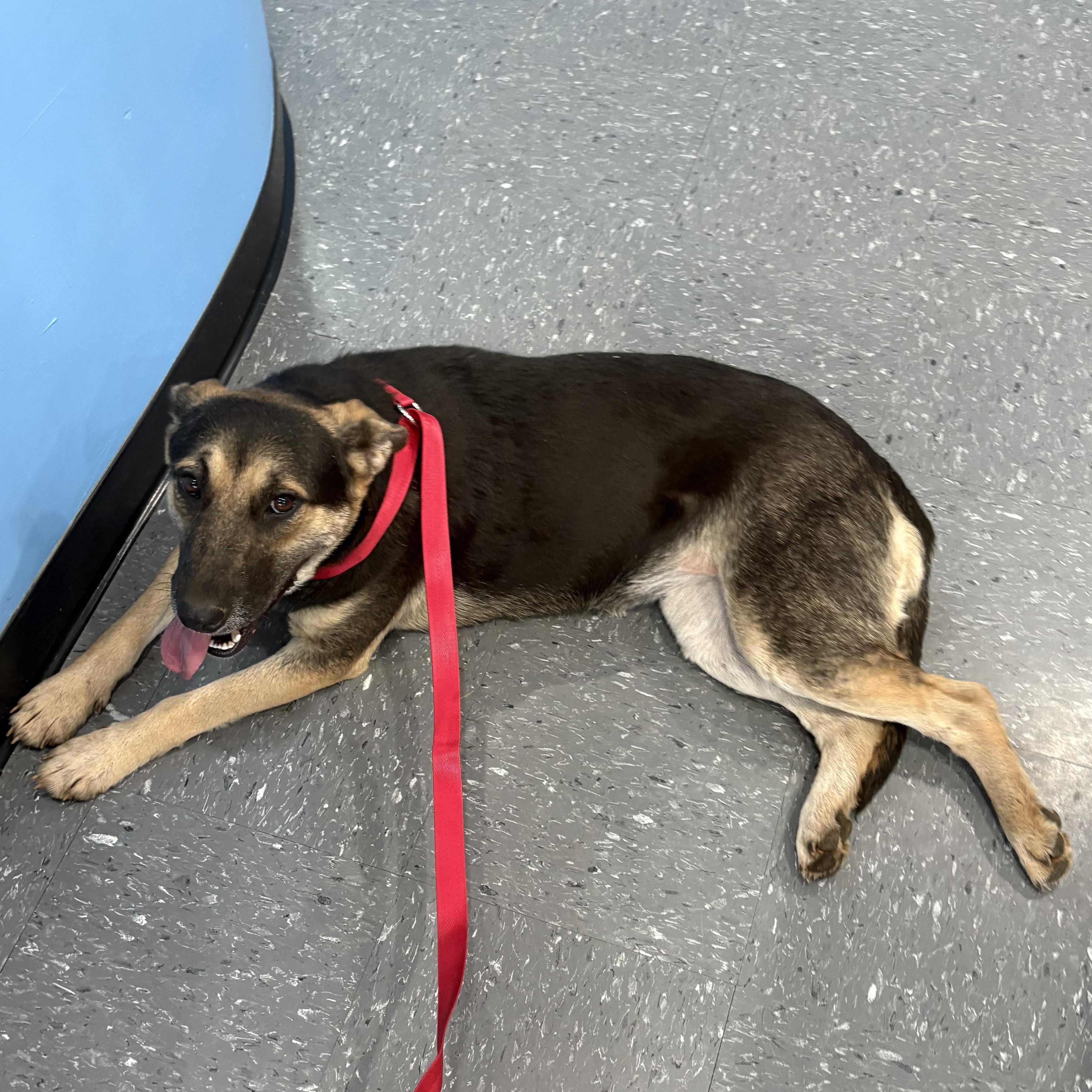 Enlarge Zena , a Adoptable mixed breed in Oakland, CA image 6/6