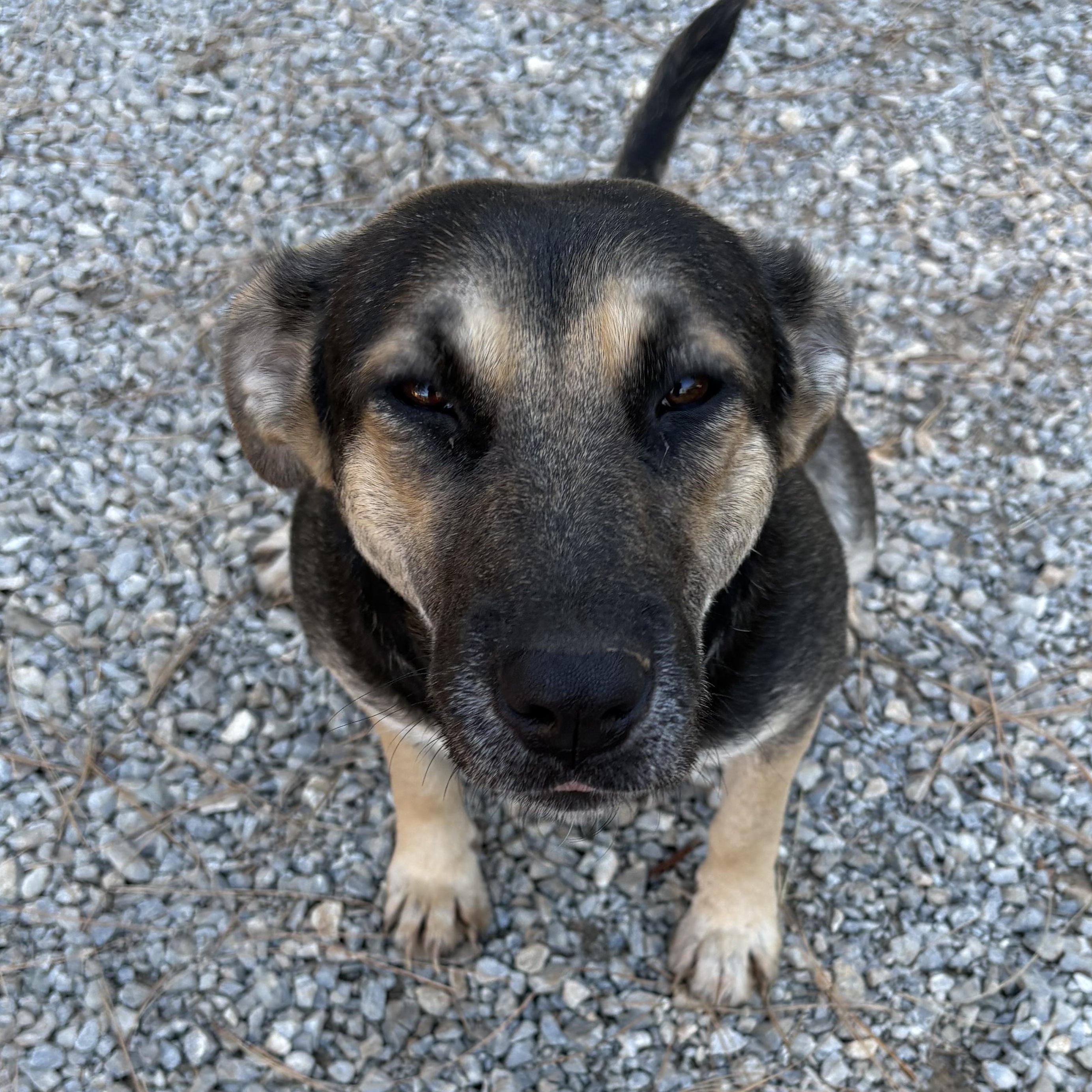 Enlarge Zena , a Adoptable mixed breed in Oakland, CA image 1/6