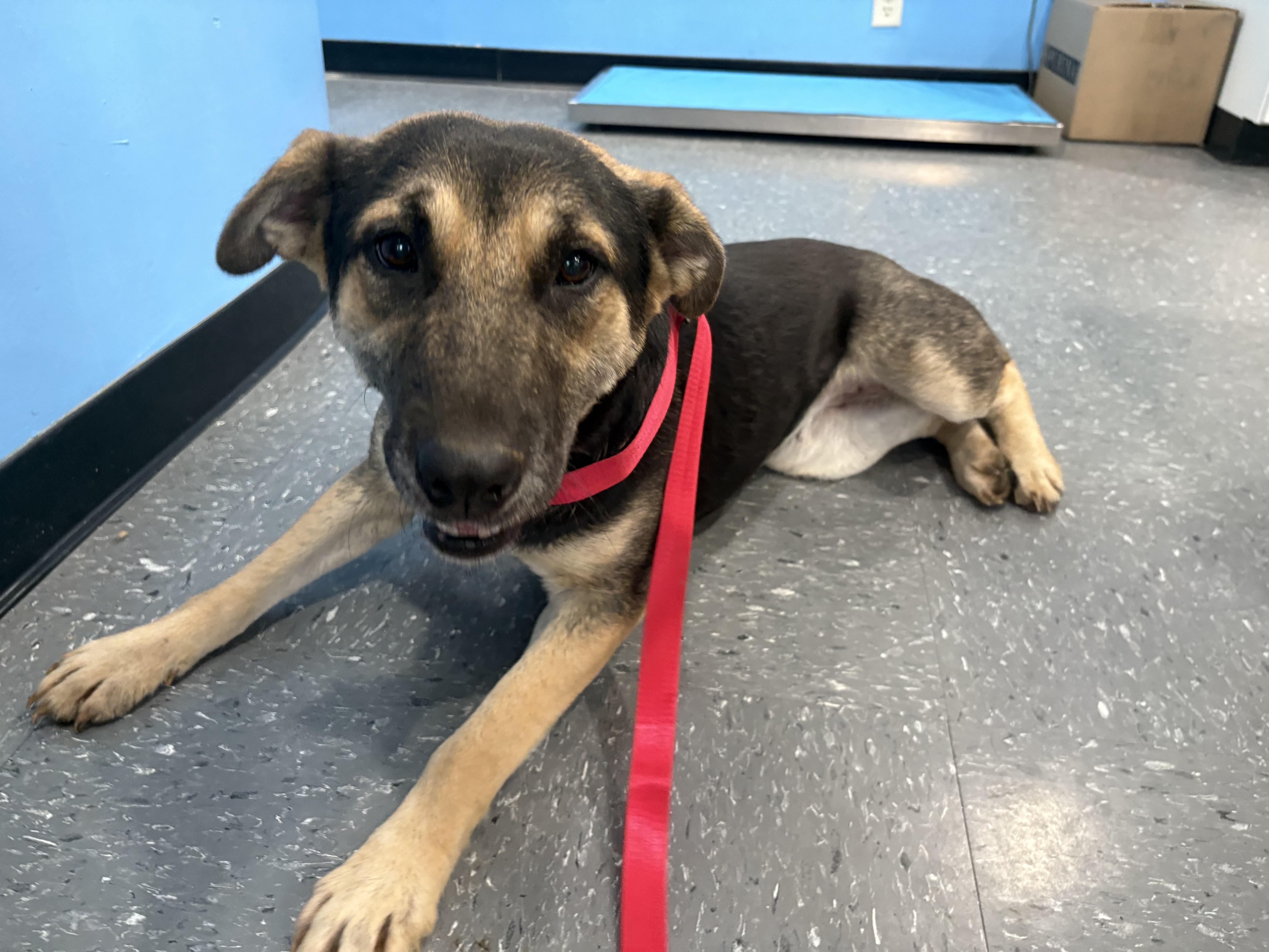 Enlarge Zena , a Adoptable mixed breed in Oakland, CA image 5/6