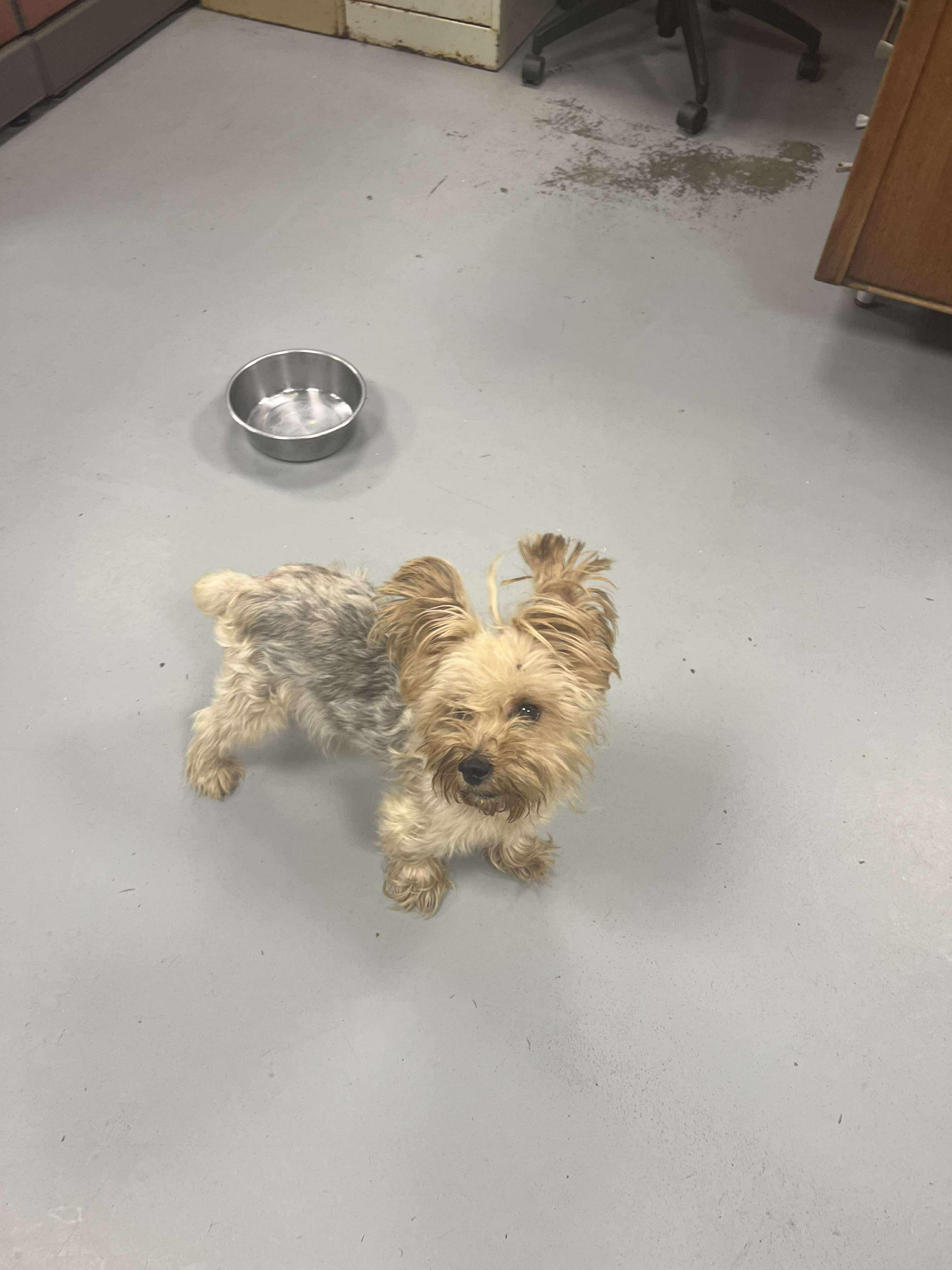 Skippy, a Adopted Yorkshire Terrier in Manchester, CT image 1/2