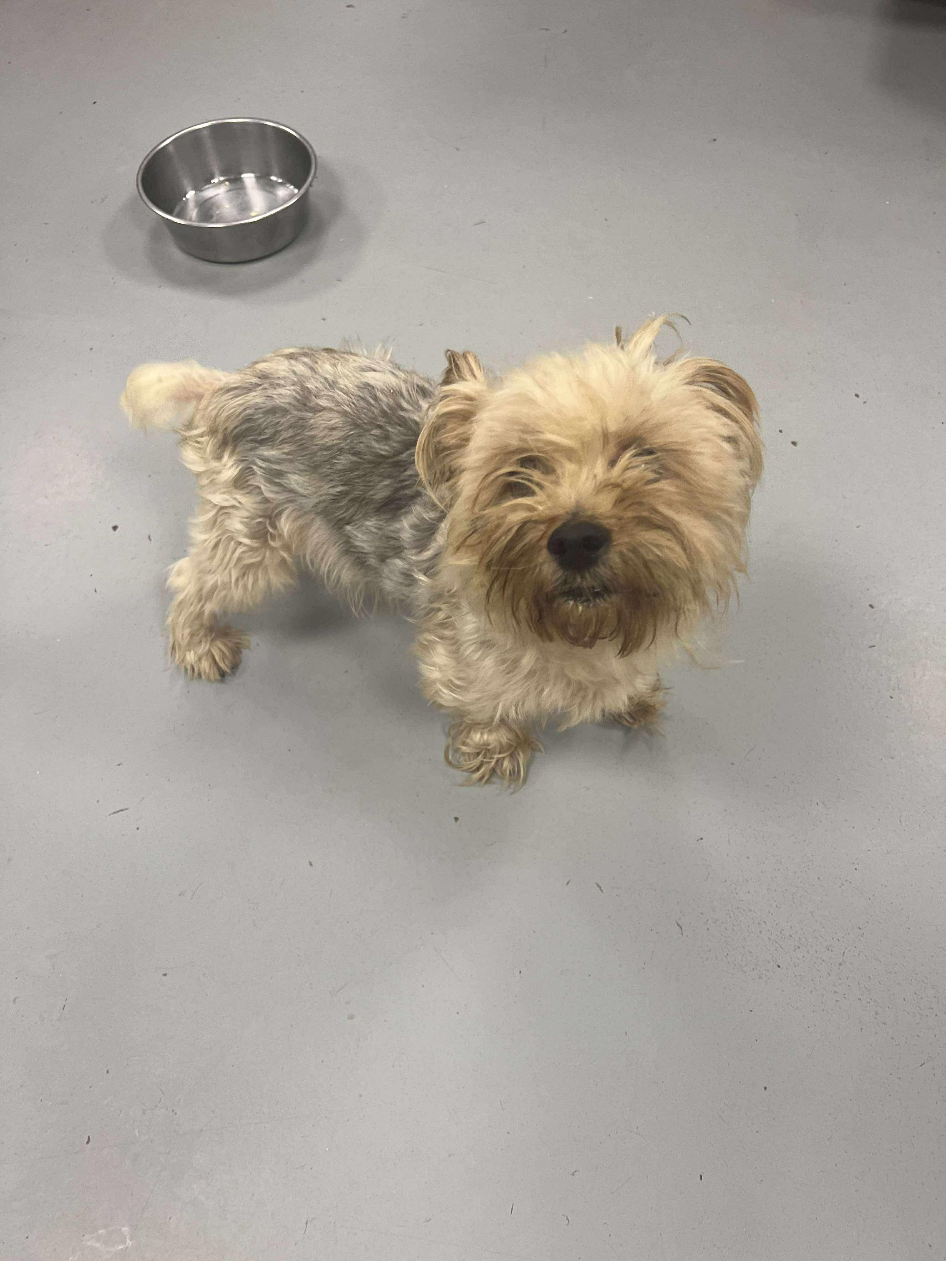 Skippy, a Adopted Yorkshire Terrier in Manchester, CT image 2/2