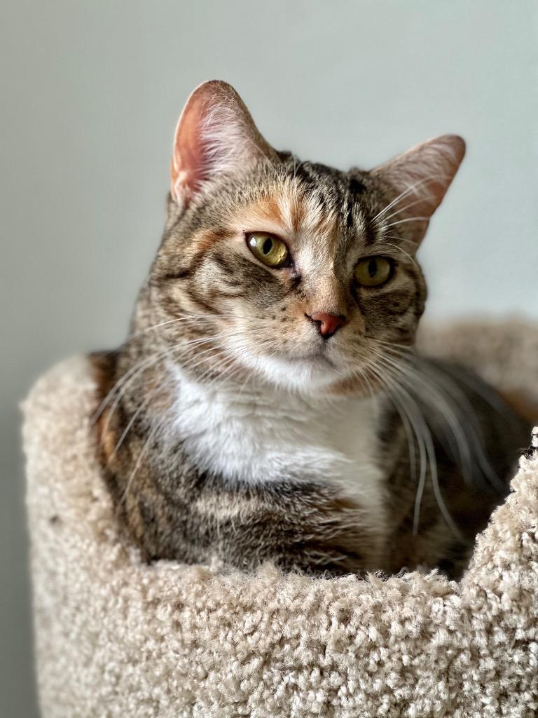 Freya (LA Raya), Adoptable, Adult Female Domestic Short Hair.