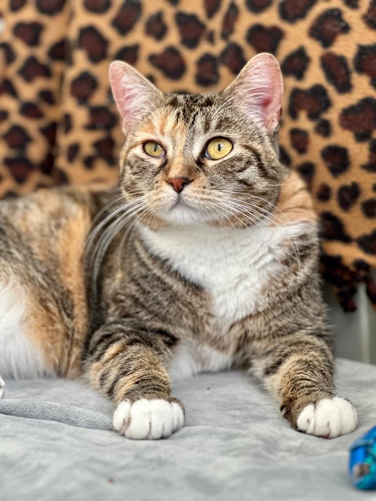 Freya (LA Raya), a Adoptable mixed breed in Cumberland, ME image 2/6