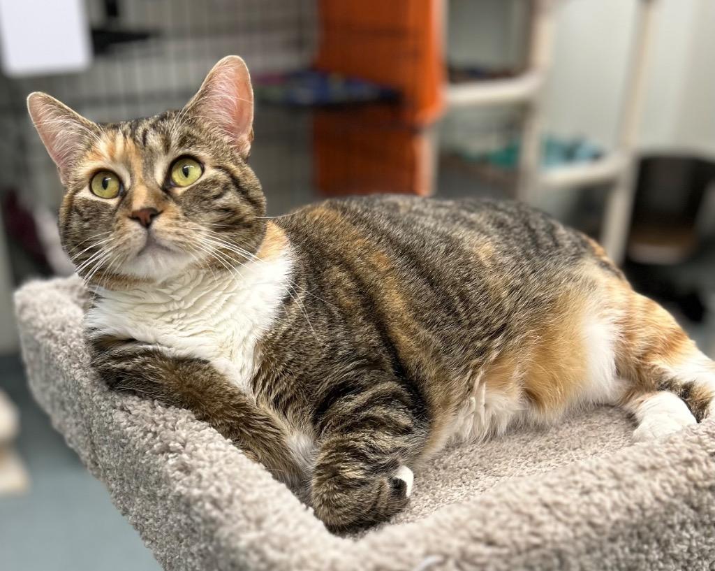 Enlarge Freya (LA Raya), a Adoptable mixed breed in Cumberland, ME image 2/6