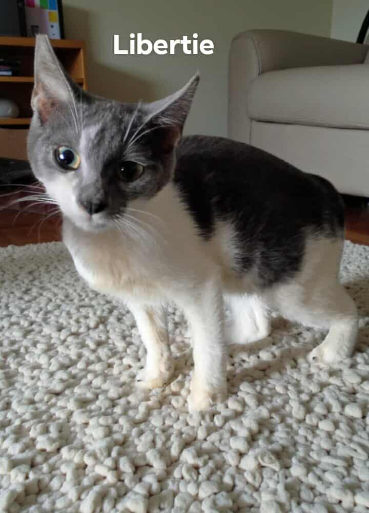 Enlarge Libertie, a Adoptable mixed breed in Lakeland, FL image 1/2