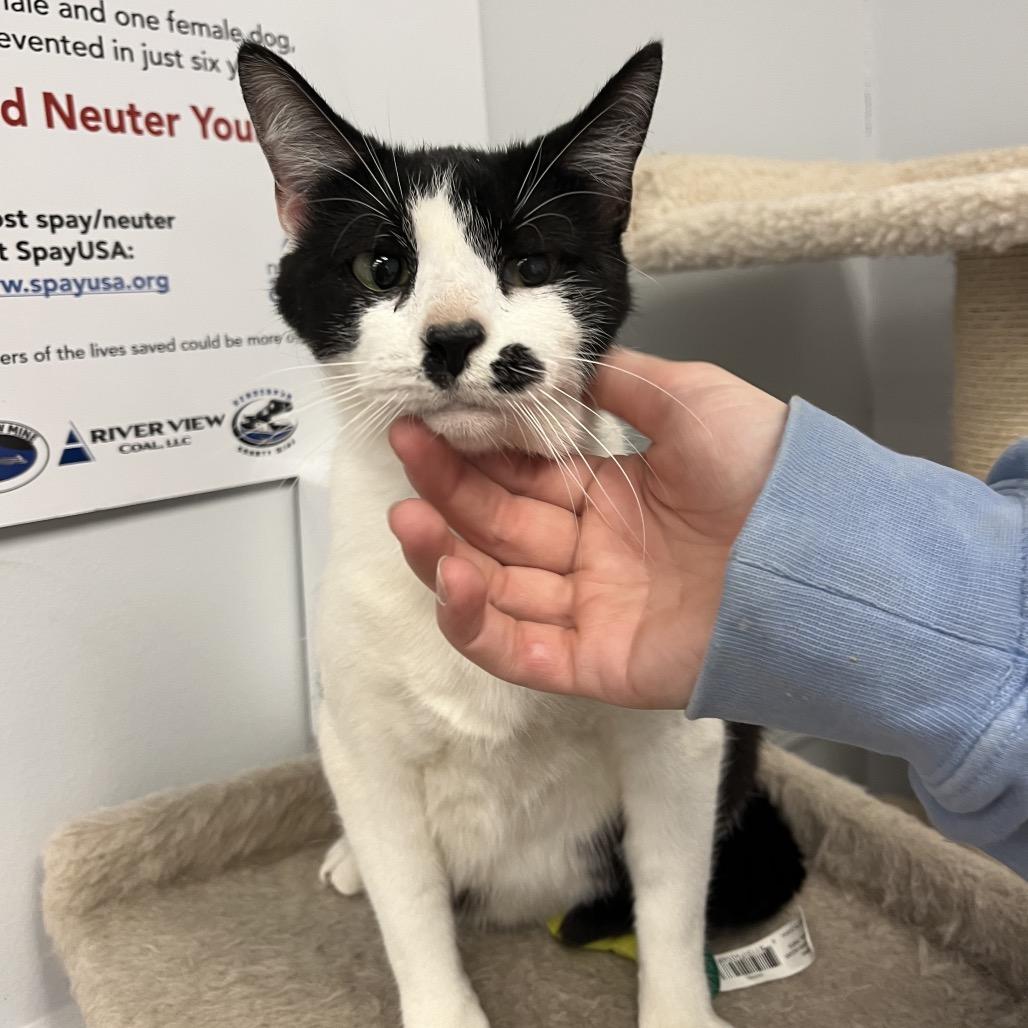 Indie, Adoptable, Adult Female Domestic Short Hair & Domestic Short Hair.