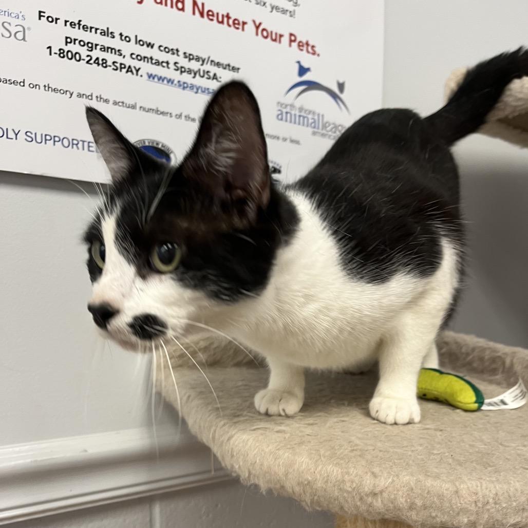 Indie, a Adoptable mixed breed in Morganfield, KY image 2/3