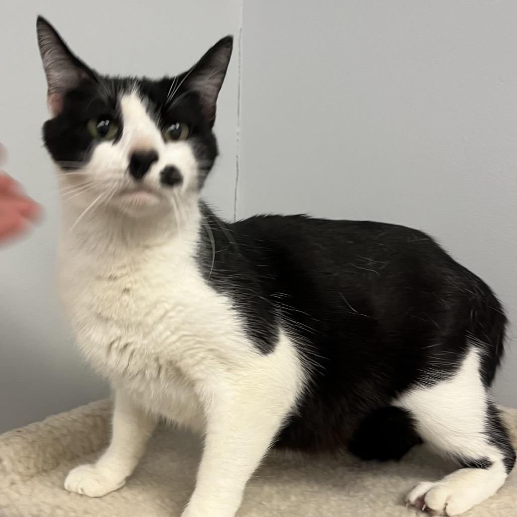 Indie, a Adoptable mixed breed in Morganfield, KY image 3/3