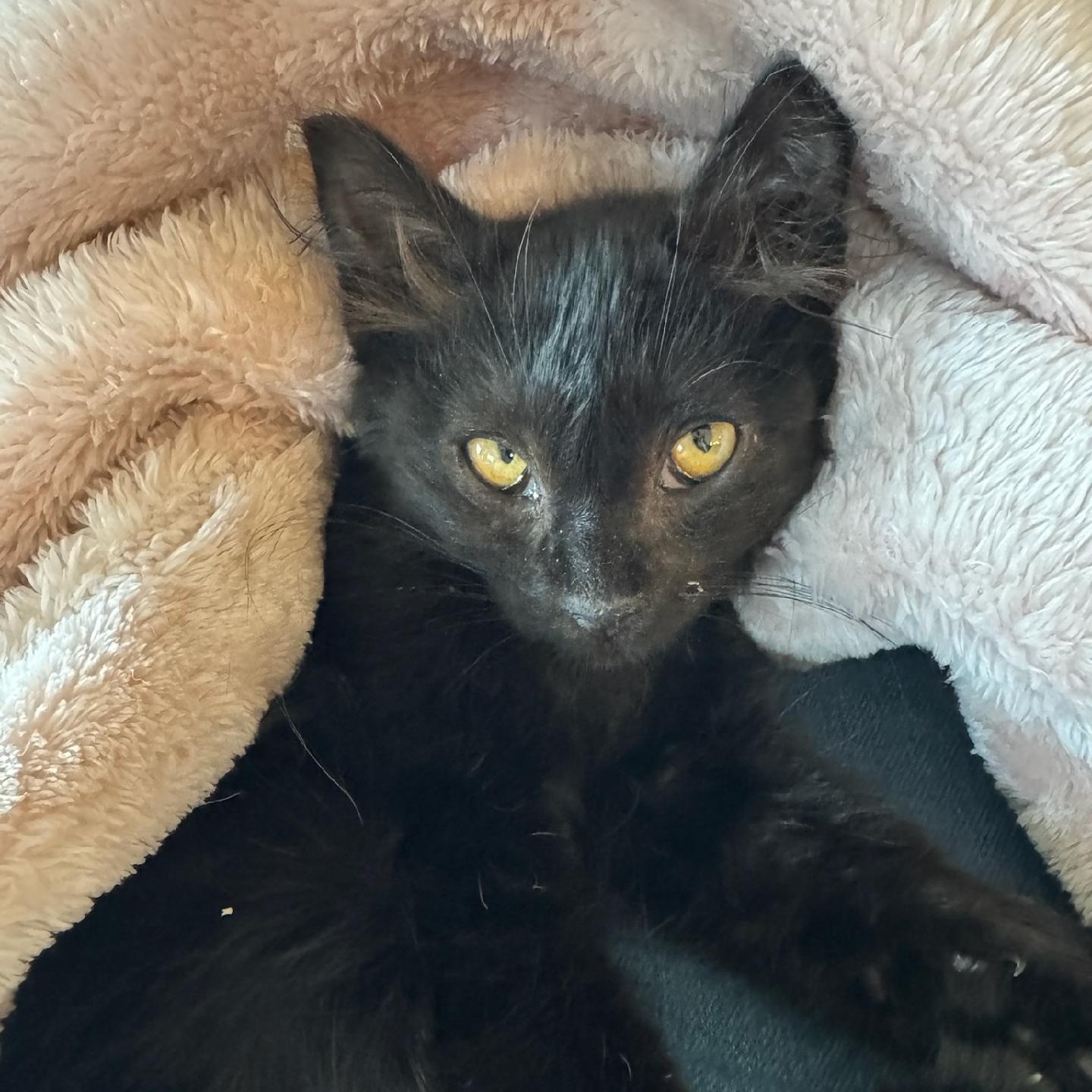Missy, ADOPTABLE, Kitten Female Bombay & Domestic Short Hair.