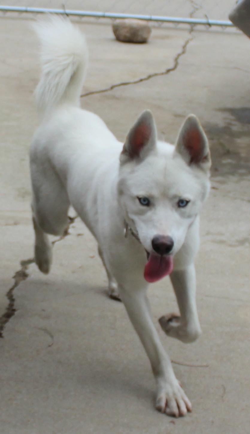 Enlarge Major, a Adoptable Siberian Husky in Huron, SD image 3/4
