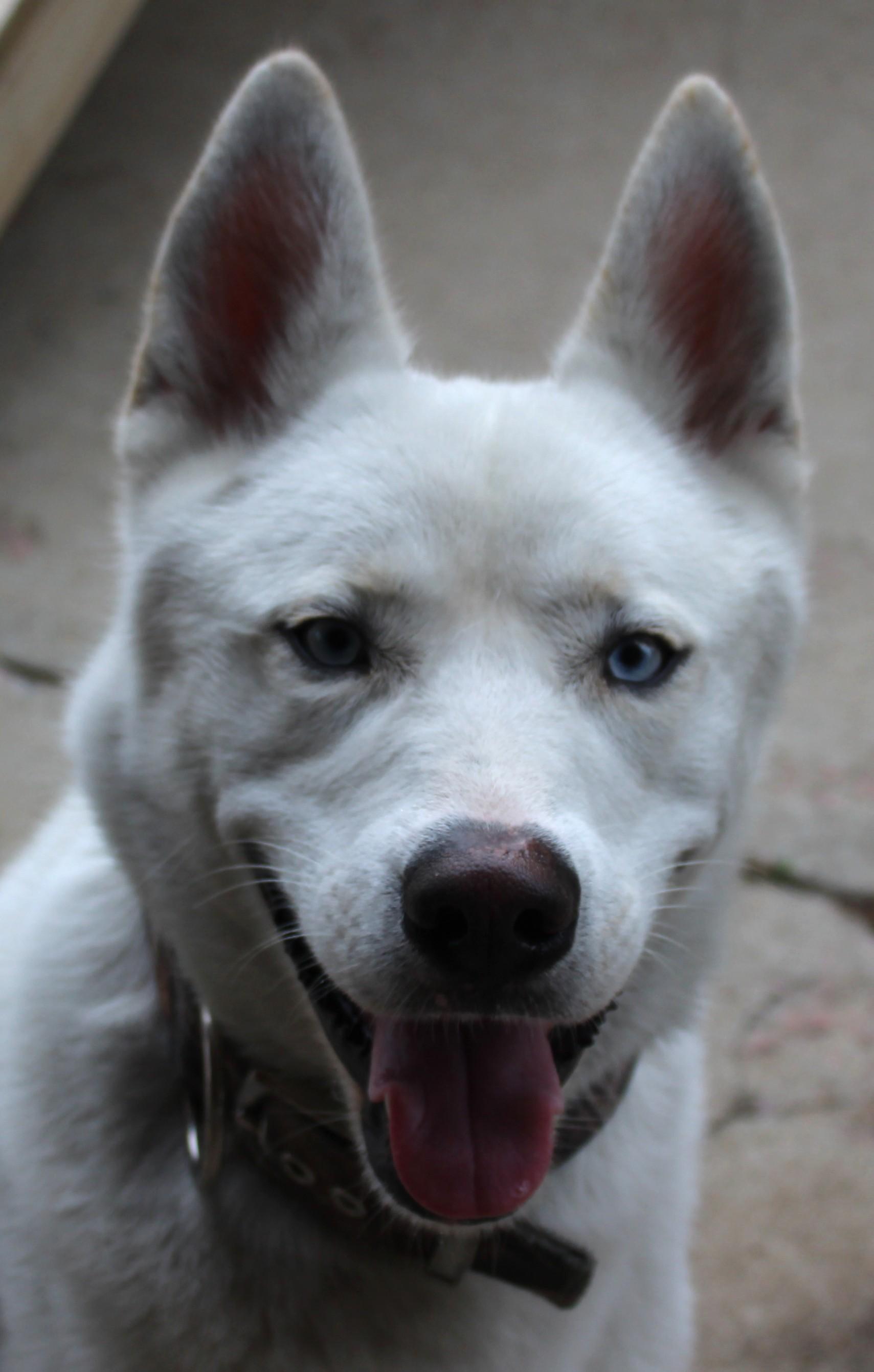 Enlarge Major, a Adoptable Siberian Husky in Huron, SD image 2/4