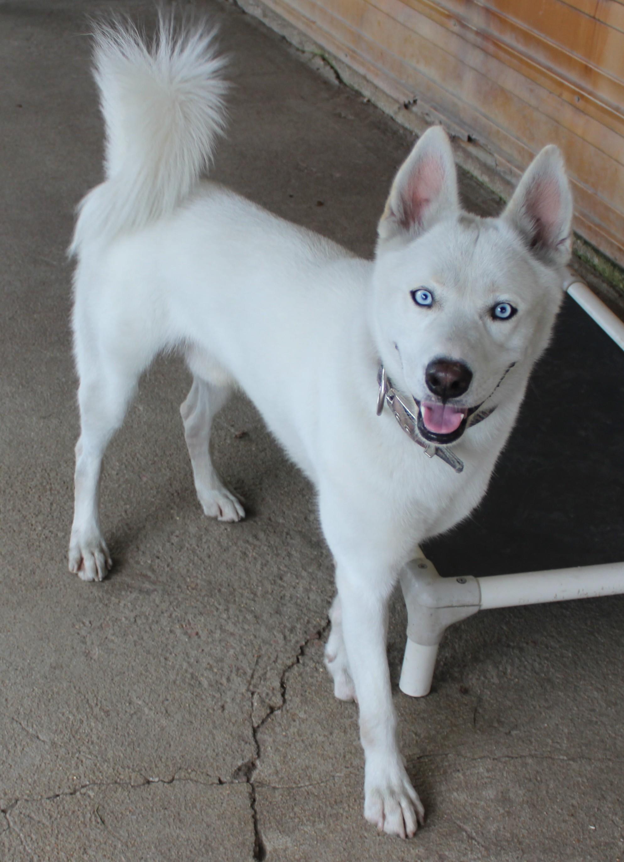 Enlarge Major, a Adoptable Siberian Husky in Huron, SD image 1/4