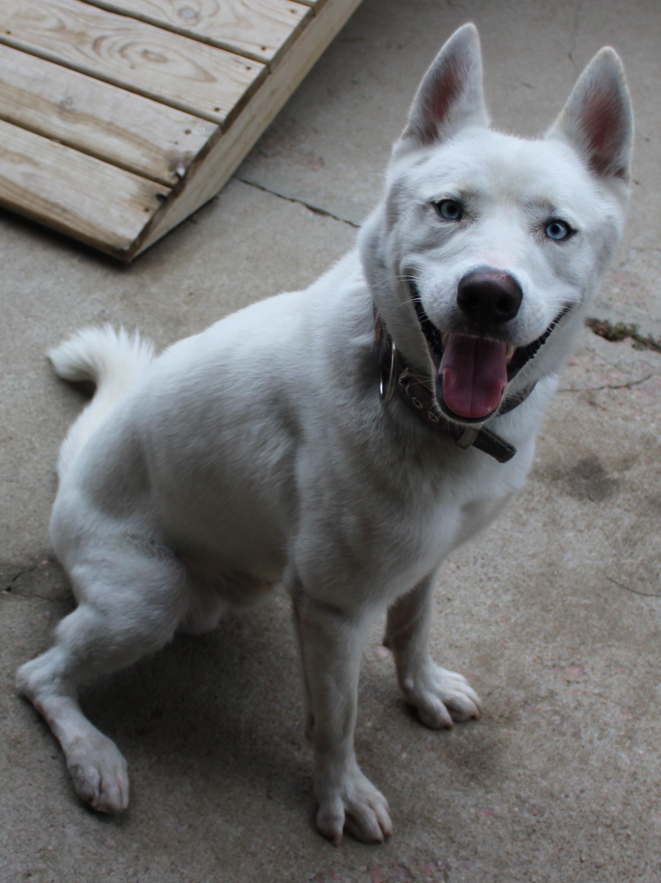 Enlarge Major, a Adoptable Siberian Husky in Huron, SD image 4/4