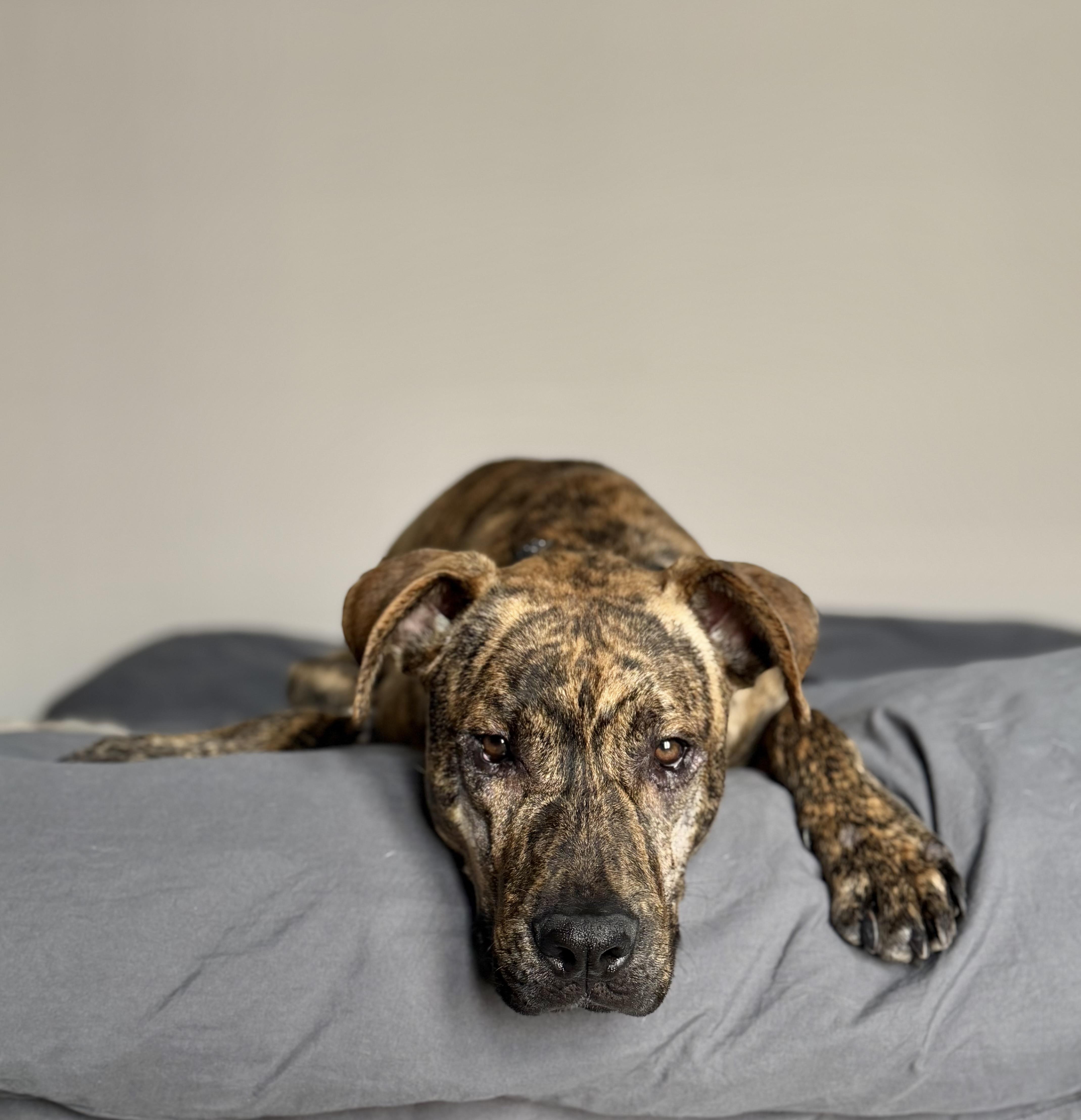 Hudson, a ADOPTABLE mixed breed in Saratoga Springs, NY image 1/3