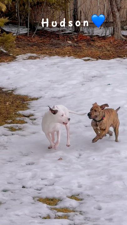 Enlarge Hudson, a ADOPTABLE mixed breed in Saratoga Springs, NY video 2/3