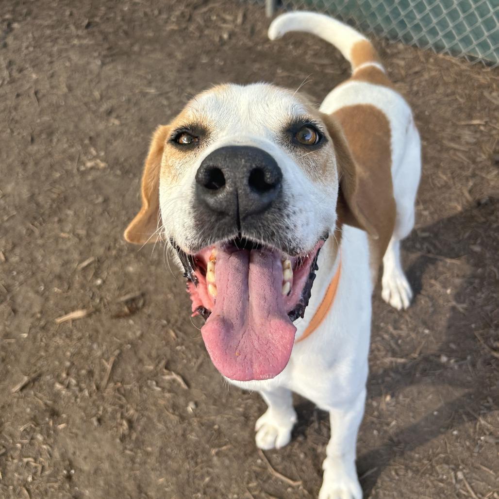 PUDDY, Adoptable, Adult Male Hound & Mixed Breed.