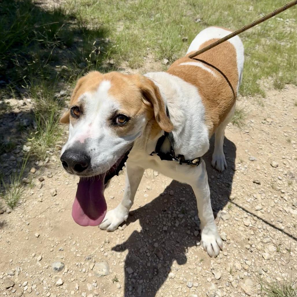 Enlarge PUDDY, a Adoptable mixed breed in Kyle, TX image 2/6