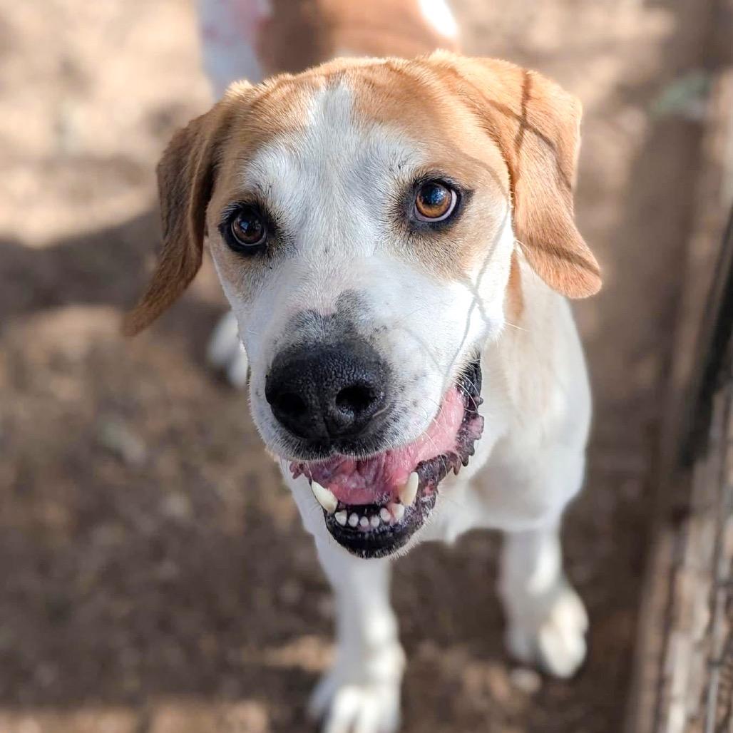 Enlarge PUDDY, a Adoptable mixed breed in Kyle, TX image 3/6