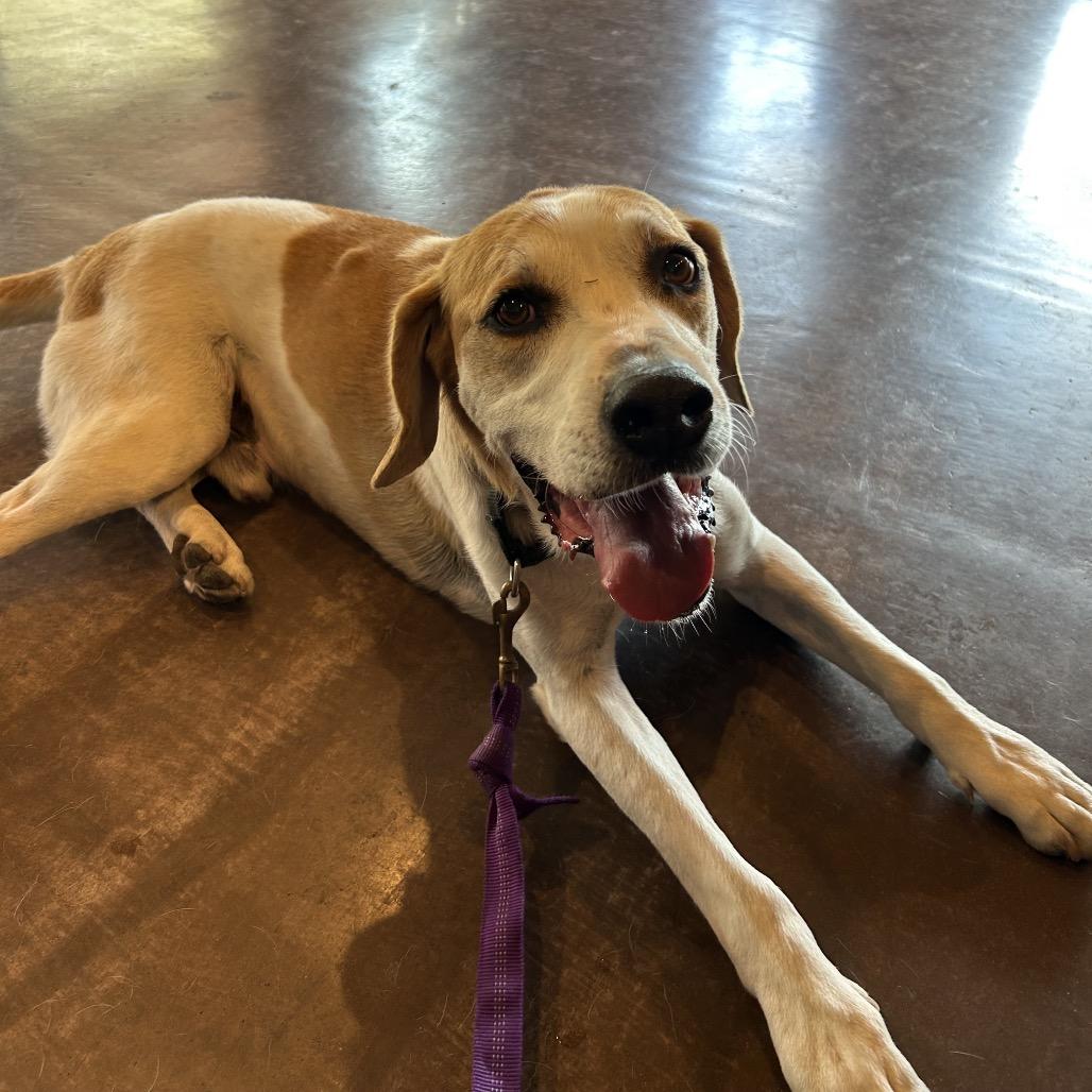 Enlarge PUDDY, a Adoptable mixed breed in Kyle, TX image 4/6