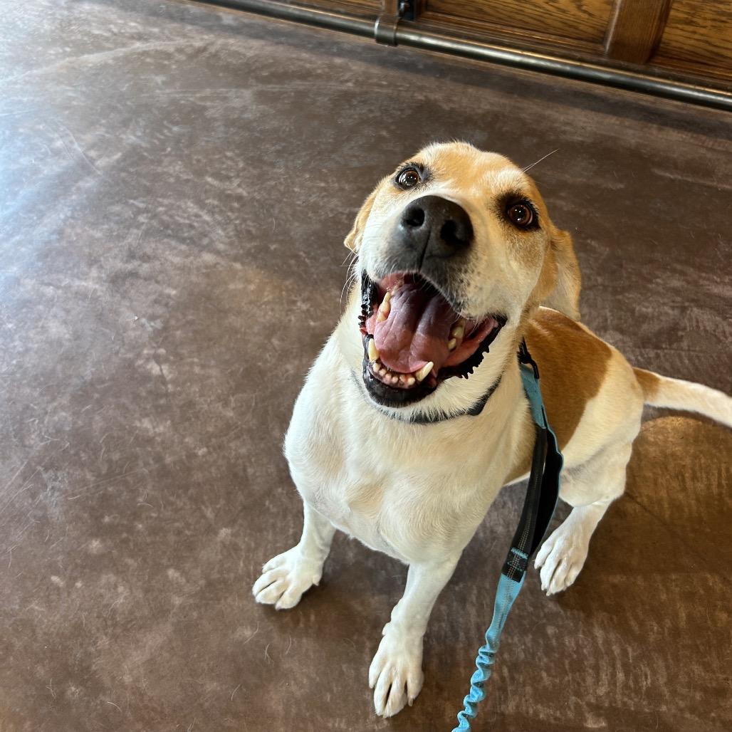 Enlarge PUDDY, a Adoptable mixed breed in Kyle, TX image 5/6