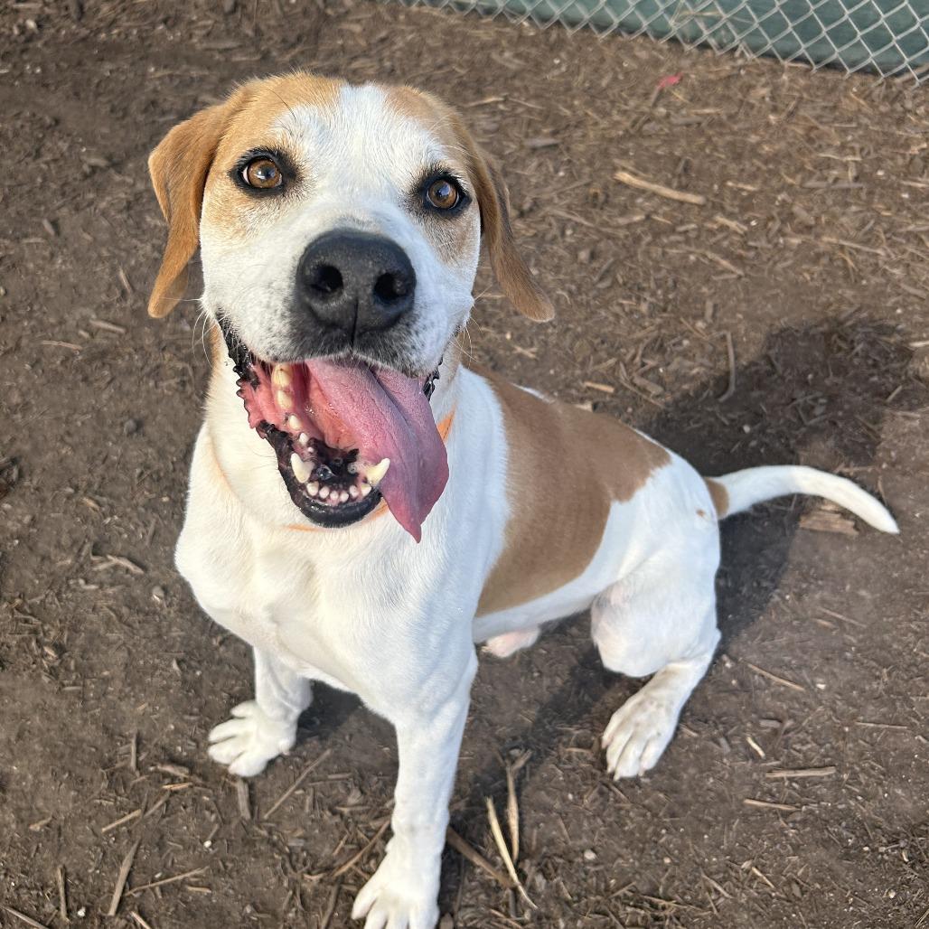 Enlarge PUDDY, a Adoptable mixed breed in Kyle, TX image 6/6