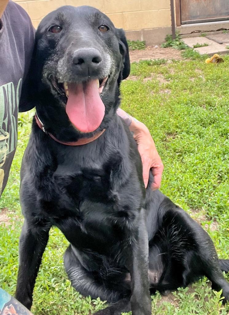 Sierra, Adoptable, Senior Female Labrador Retriever.