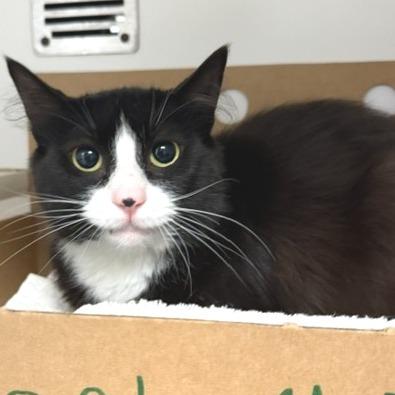 Pipsqueek, Adoptable, Young Female Domestic Short Hair.