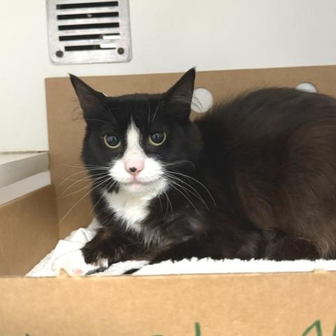 Enlarge Pipsqueek, a Adoptable Domestic Short Hair in Novelty, OH image 2/3
