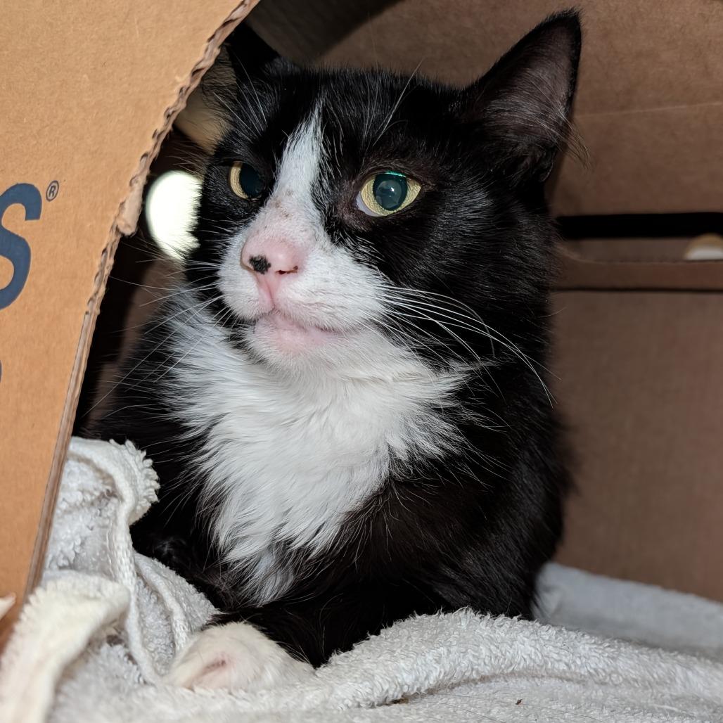 Enlarge Pipsqueek, a Adoptable Domestic Short Hair in Novelty, OH image 3/3