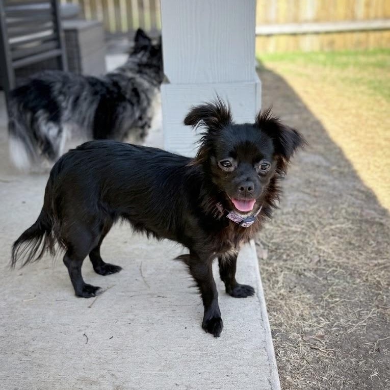 Enlarge Persephone, an adopted mixed breed in Floresville, TX image 3/5