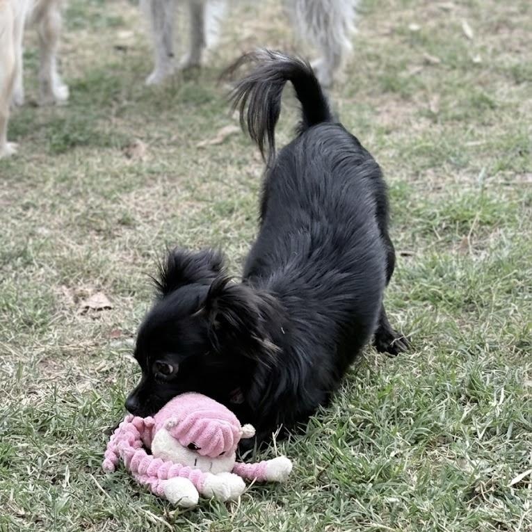 Enlarge Persephone, an adopted mixed breed in Floresville, TX image 4/5