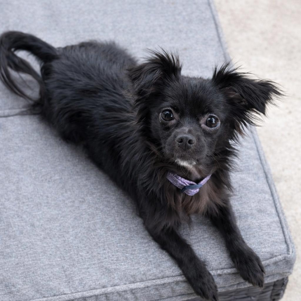 Persephone, adopted, Puppy Female Chihuahua.
