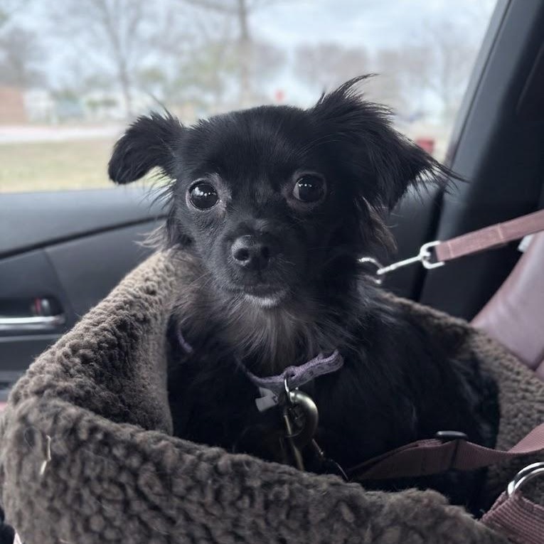 Enlarge Persephone, an adopted mixed breed in Floresville, TX image 2/5