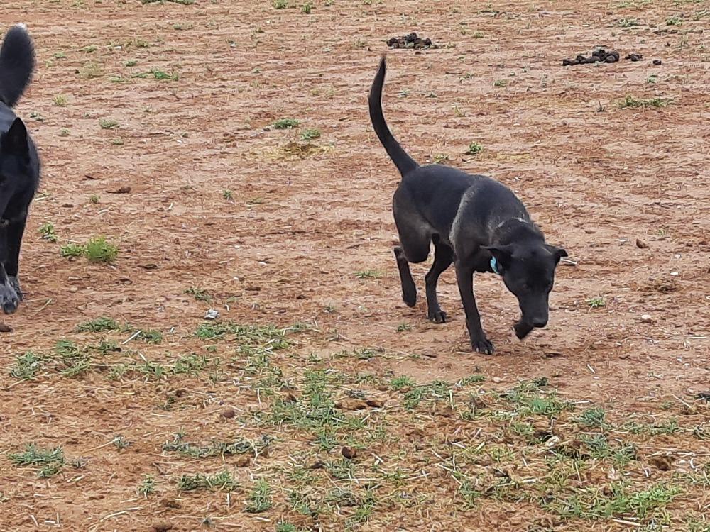 Wizard of Oz litter - Dorothy (Momma) located in west TX, Adoptable, Adult Female German Shepherd Dog.