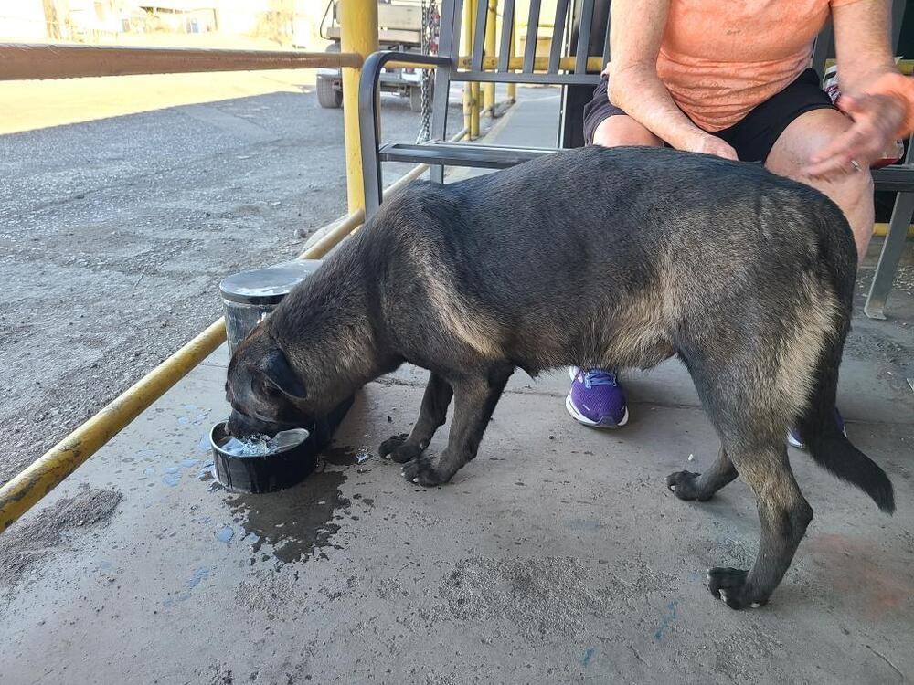 Wizard of Oz litter - Dorothy (Momma) located in west TX, a Adoptable mixed breed in Imlay City, MI image 2/6