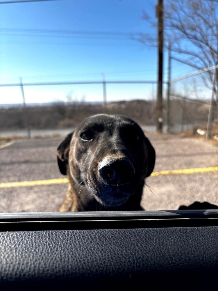 Wizard of Oz litter - Dorothy (Momma) located in west TX, a Adoptable mixed breed in Imlay City, MI image 3/6