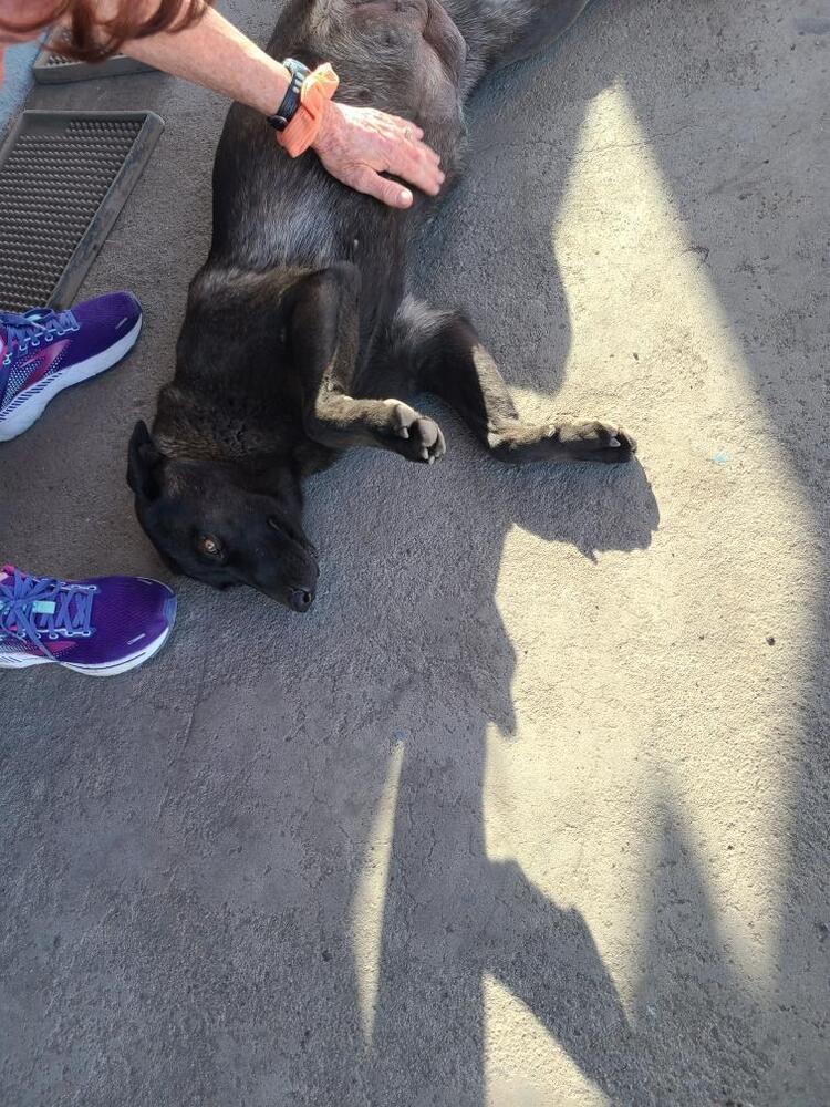 Wizard of Oz litter - Dorothy (Momma) located in west TX, a Adoptable mixed breed in Imlay City, MI image 4/6