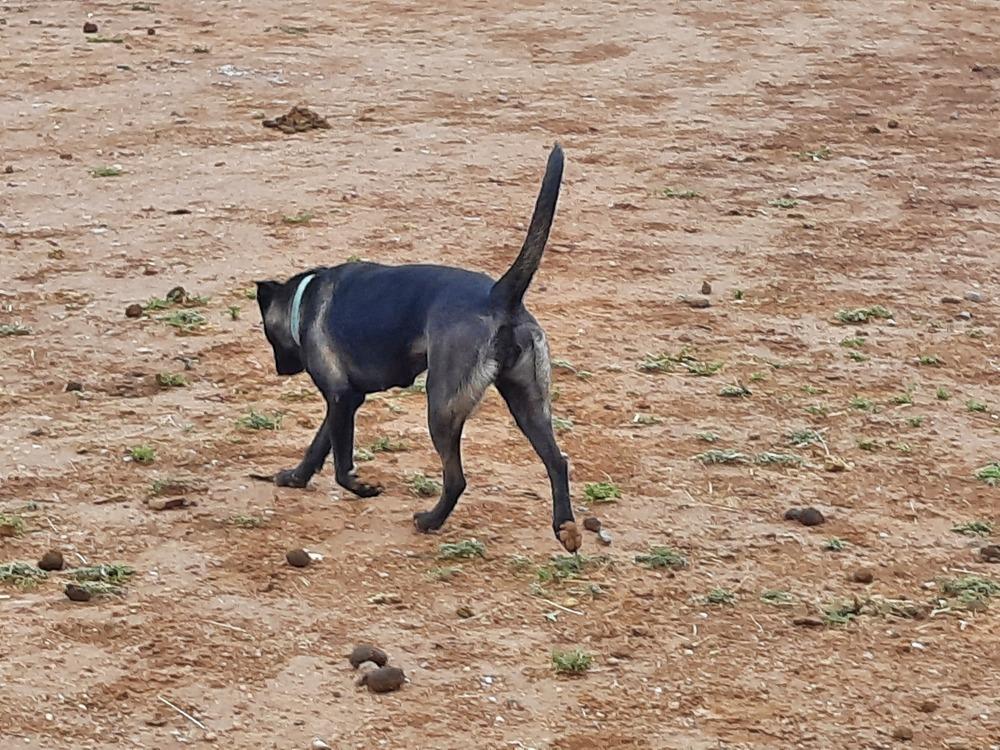 Wizard of Oz litter - Dorothy (Momma) located in west TX, a Adoptable mixed breed in Imlay City, MI image 5/6