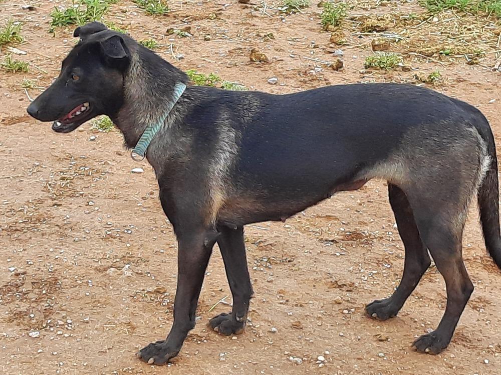 Wizard of Oz litter - Dorothy (Momma) located in west TX, a Adoptable mixed breed in Imlay City, MI image 6/6