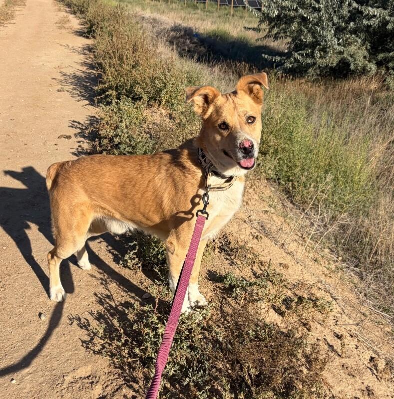 Tristan, Adoptable, Adult Male Australian Shepherd & Mixed Breed.