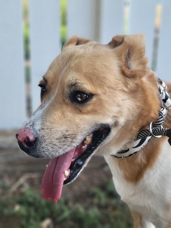 Tristan, Adoptable, Adult Male Retriever & Mixed Breed.