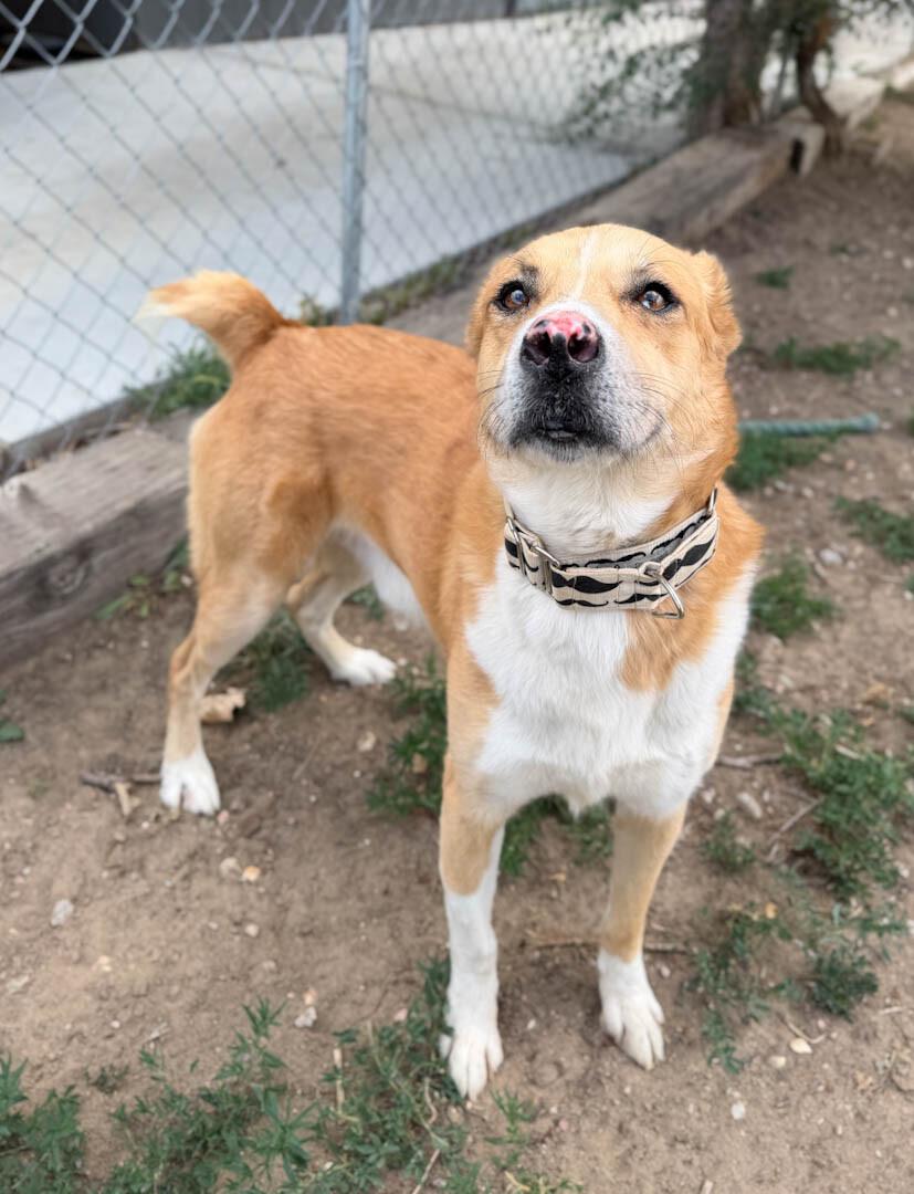 Enlarge Tristan, a Adoptable mixed breed in Windsor, CO image 2/6