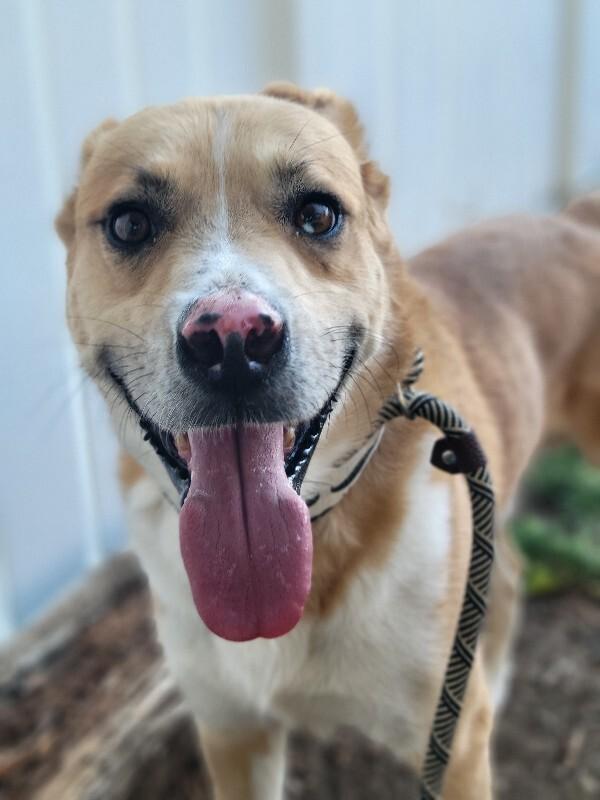 Enlarge Tristan, a Adoptable mixed breed in Windsor, CO image 3/6